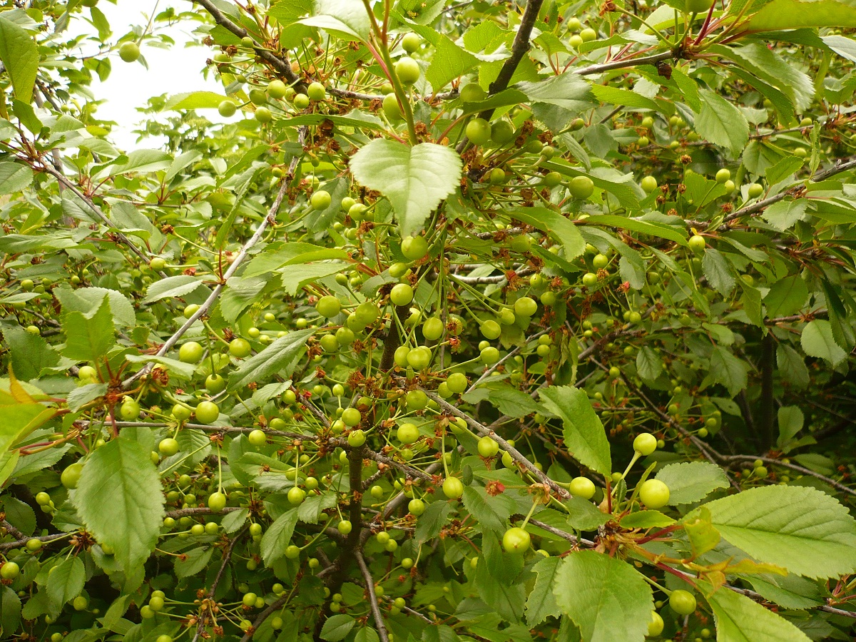 Prunus cerasus (Rosaceae)